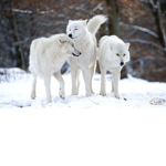 wolf tails