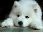 Cute Wolves
