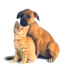 animal lovers:)