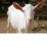 GOAT INNOVATIONS