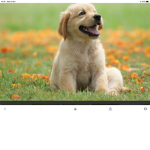 Doggy group 2
