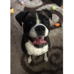 MissDoggy