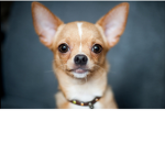Chihuahuas :3
