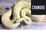 I Love Snakes Fan Groop