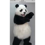 All them panda people