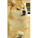 Doge Culture