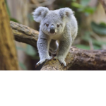 Kawaii Koala Team