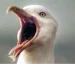 talk to Jim icon
