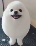 egg dog community legacy