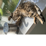 Cats Cats And More Cats