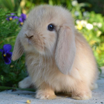 Lily’s cute bunnies