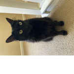 Cats are the best animals in the word