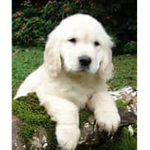 doggys22222222