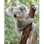 Best koala group ever