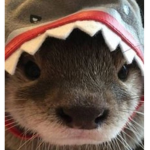 *~Cutie~*