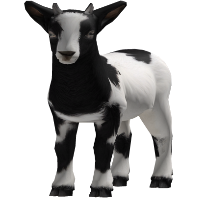 Carry a Baby Goat White