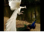 Peacock Nation