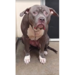 Bring the pitbulls some respect
