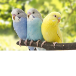 The Bird Gang!