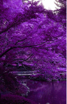 Purple's Legacy