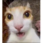 Zaza group!!