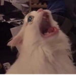 Bacon ###### and cat ###### <3