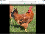 Animal rights activists of Roblox