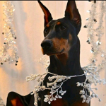 I love dobermans