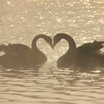 Swan Lakes