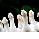 The Angry Geese Gang