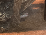 LEPORD GECKO GROUP pls join