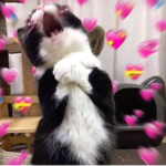 “Angelz!”