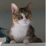 cats_are the b3st