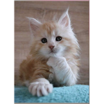 The cat way