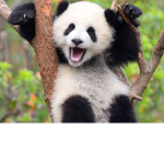SaveThePandas!