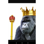 GORILLAS UNITED AS DA BIG DEAL