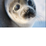Seals, that it. seals.
