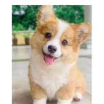 Corgie fan club