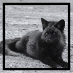 Black Fox Designs Group Thumbnail