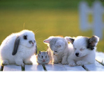 ROBLOX ANIMAL FAN GROUP!