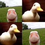 Goosers Community