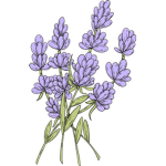 Lavender buildz