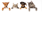 If you like pets join this group