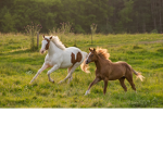 Sky Dreamers Horse Valley Riding Academy