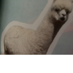 Fluffy alpaca rainbow club's  race