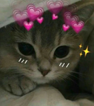 kitti lords!!