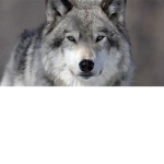 The Official Roblox Wolves Group Thumbnail