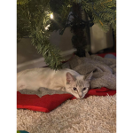 Cats and kittens rule