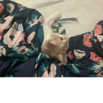 Thts my cat :3