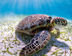 Protect sea life